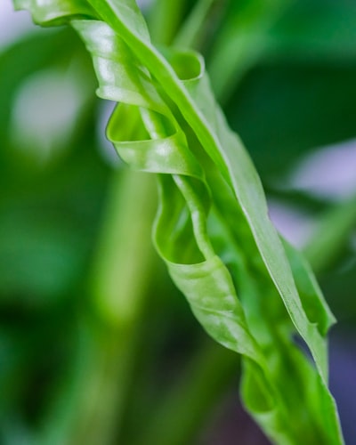 绿叶植物近距离摄影
